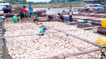 Cá bè nuôi chết hàng loạt: Xảy ra nhiều lần, vì sao không thể phòng tránh? – Tạp chí Thủy sản Việt Nam