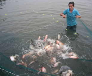 Kỹ thuật nuôi cá rô phi cho năng suất cao – Tạp chí Thủy sản Việt Nam