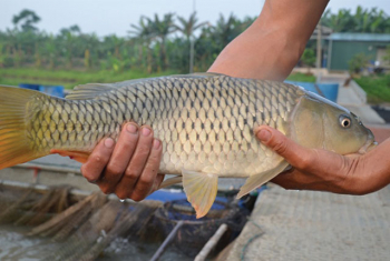 Kỹ thuật nuôi cá chép giòn – Tạp chí Thủy sản Việt Nam