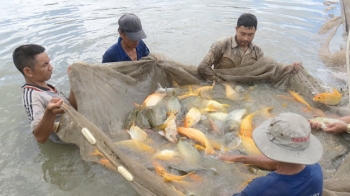 Một số lưu ý khi nuôi cá chép giòn – Tạp chí Thủy sản Việt Nam