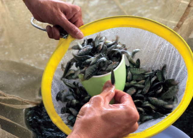 Cá rô phi giống Cá rô phi giống