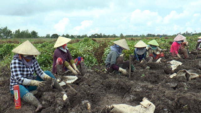 Đồng Tháp: Khoai từ tăng giá, nông dân thu lãi khá – Tạp chí Thủy sản Việt Nam