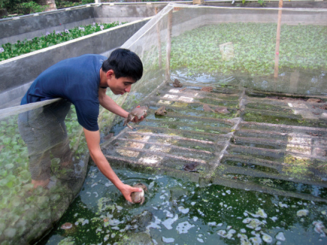 Cung cấp dinh dưỡng cho ếch – Tạp chí Thủy sản Việt Nam