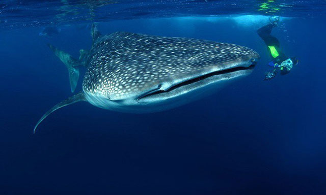 Cá mập voi