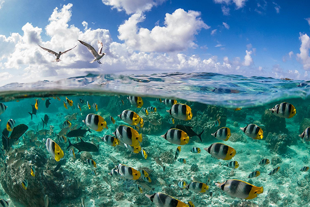 Hình ảnh Biểu Tượng Minh Họa Dưới đáy đại Dương PNG Miễn Phí Tải Về -  Lovepik