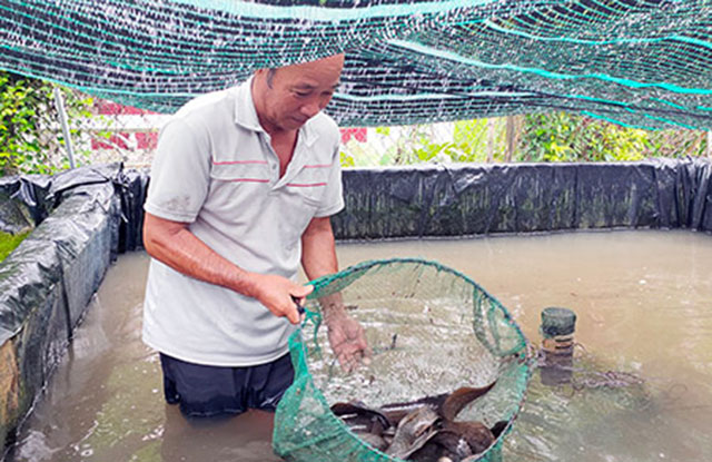 cá chạch lấu