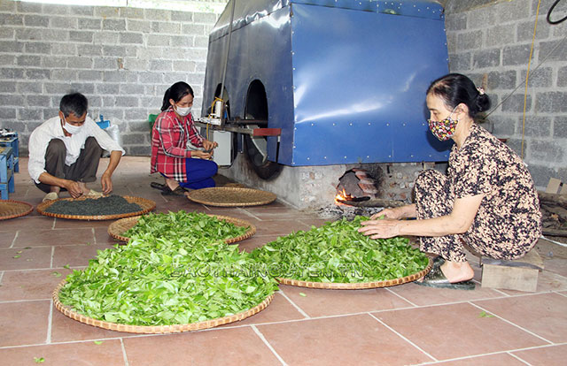 chè thái nguyên