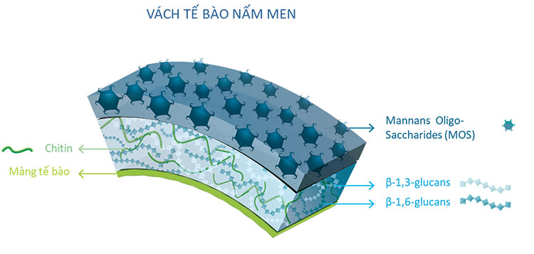 Sự khác nhau giữa nấm mốc và nấm men  Mold Yeast  Cty Bimetech