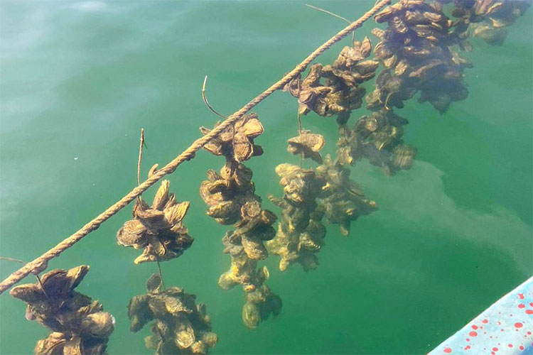 Nghệ An: Nuôi hàu trái phép gây ô nhiễm môi trường