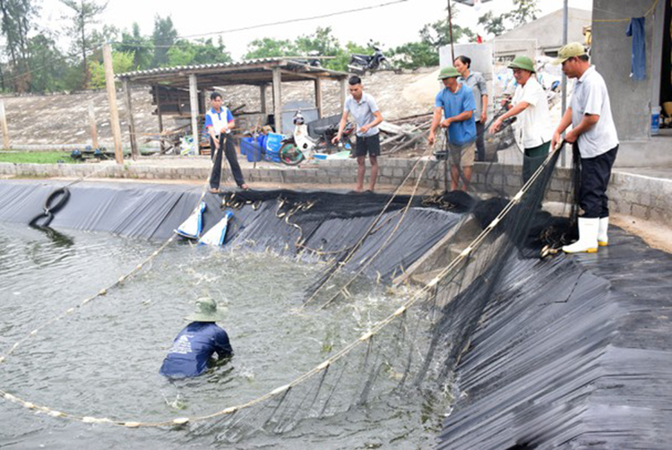 tôm vụ đông