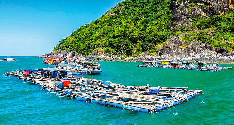 nuôi cá bớp đảo hòn chuối