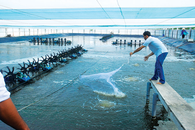 Kinh nghiệm nuôi tôm mùa lạnh – Tạp chí Thủy sản Việt Nam