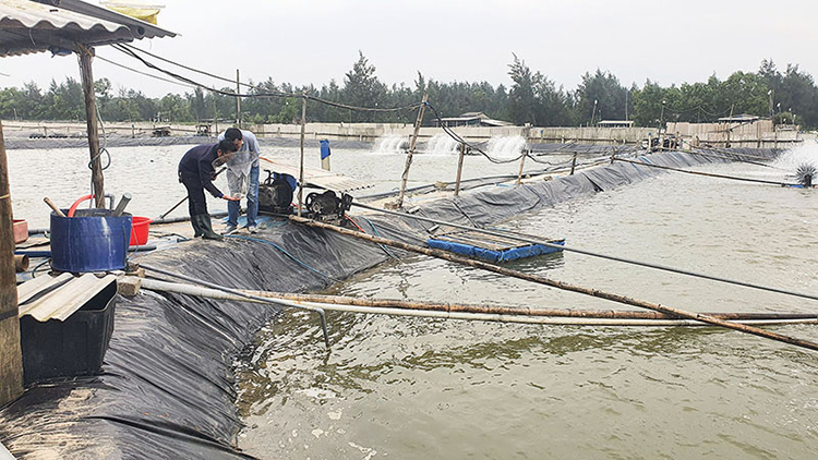 nuôi tôm quảng trị