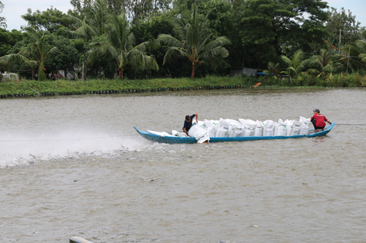 giá cá tra nguyên liệu