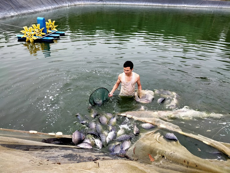 nuôi thủy sản vĩnh phúc