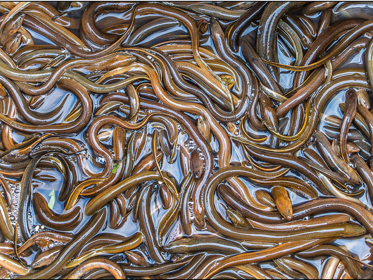 Hậu Giang: Ổn định kinh tế nhờ nuôi lươn không bùn – Tạp chí Thủy ...