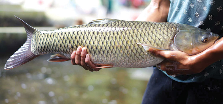 cá trắm cỏ