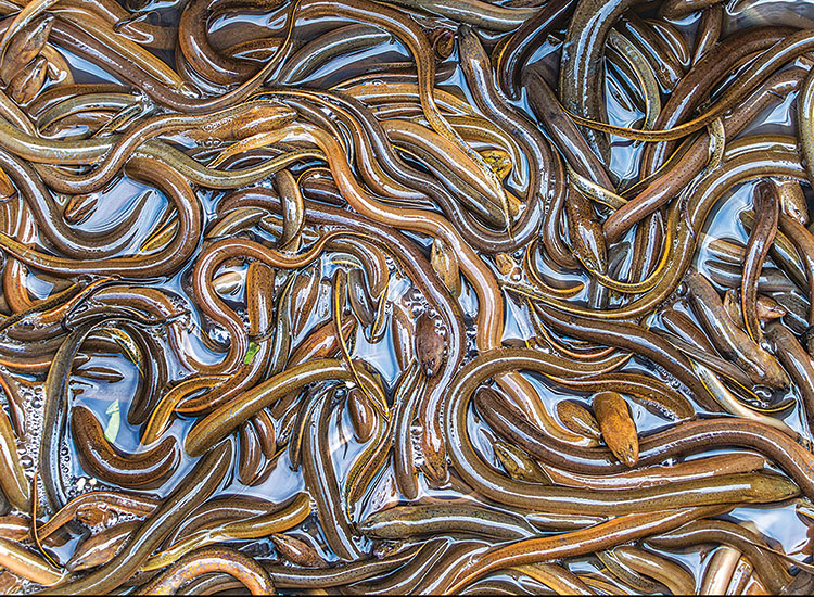 lươn