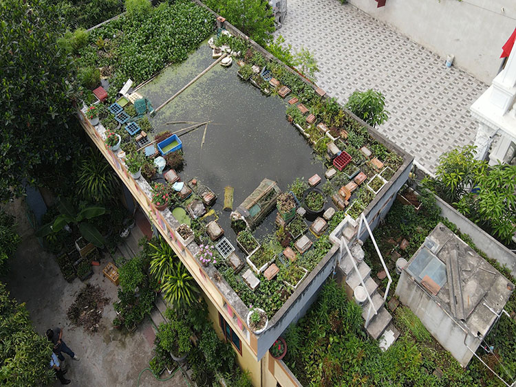 Khu vườn nhiệt đới trên sân thượng của vua cá rồng Sài Gòn - YouTube