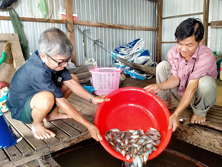 nuôi cá bè an giang