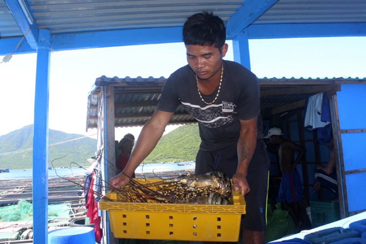 thu hoạch tôm hùm vạn ninh