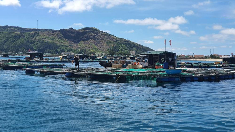 Quảng Ngãi: Phát triển nuôi trồng thủy sản theo chuỗi liên kết – Tạp chí  Thủy sản Việt Nam