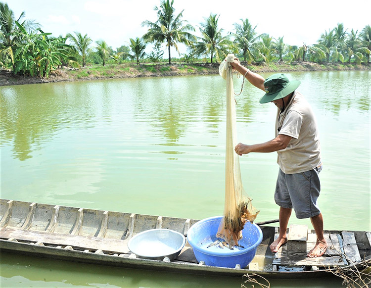 ĐBSCL Qua nhiều năm triển khai mô hình tôm  lúa được đánh giá là phát  triển bền vững đem lại thu nhập cao cho người nông dân nhất là những tỉnh