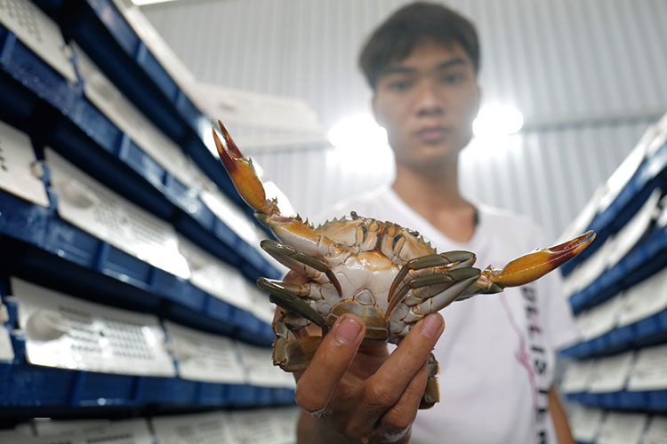 Tư vấn bước đầu sáng lập viên mô hình nuôi cua biển trong nhà trong hộp  nhựa đem lại hiệu quả kinh tế cao  Liên minh hợp tác xã tỉnh Ninh