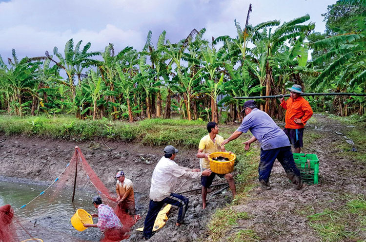 thu hoạch cá bổi