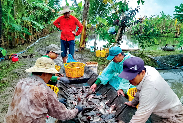 thu hoạch cá bổi