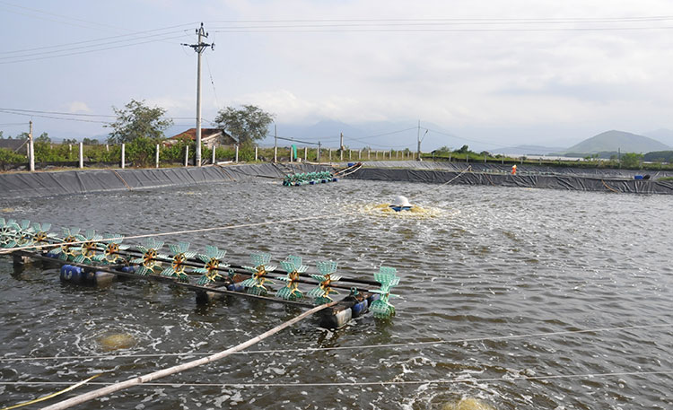Nghệ An: Phấn đấu sản lượng nuôi trồng thủy sản đạt 10.000 tấn