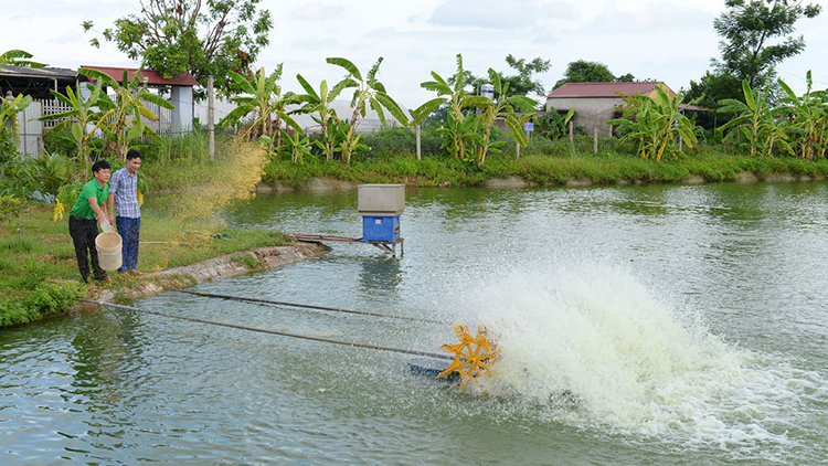 nuôi cá bắc giang