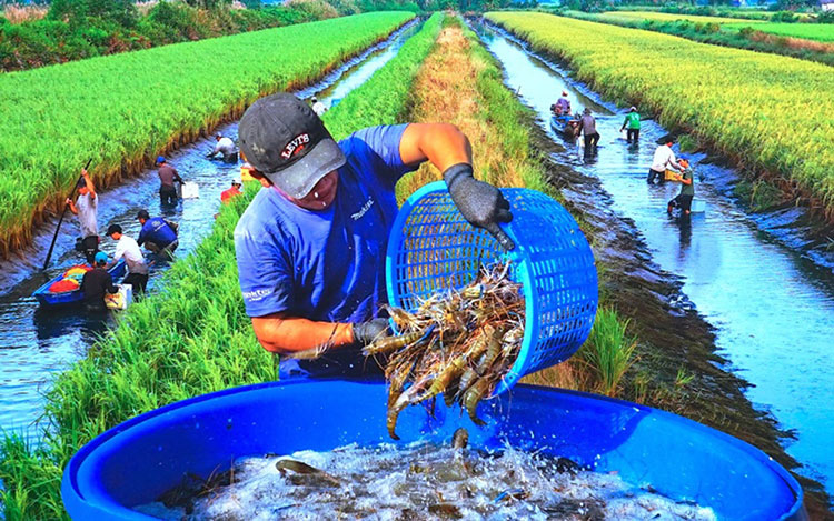 Mô hình trồng lúa kết  Hội Công nghệ Sinh học Việt Nam  Facebook