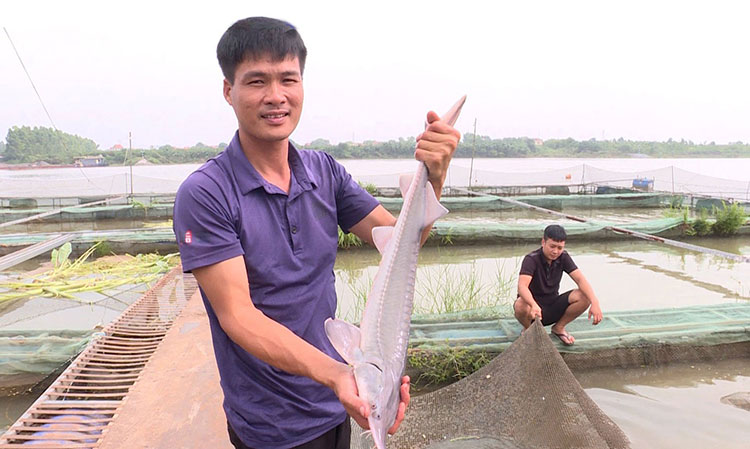 Bắc Ninh đẩy mạnh nuôi trồng thủy sản công nghệ cao – Tạp chí Thủy sản Việt Nam