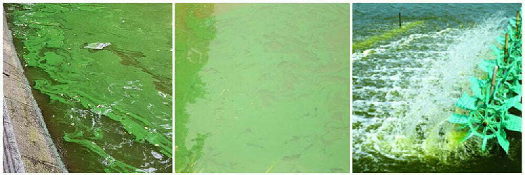 Các biện pháp xử lý tảo độc ao tôm