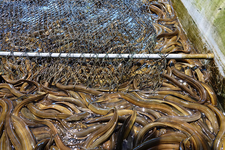 Khánh Hòa: Hiệu quả mô hình nuôi lươn không bùn