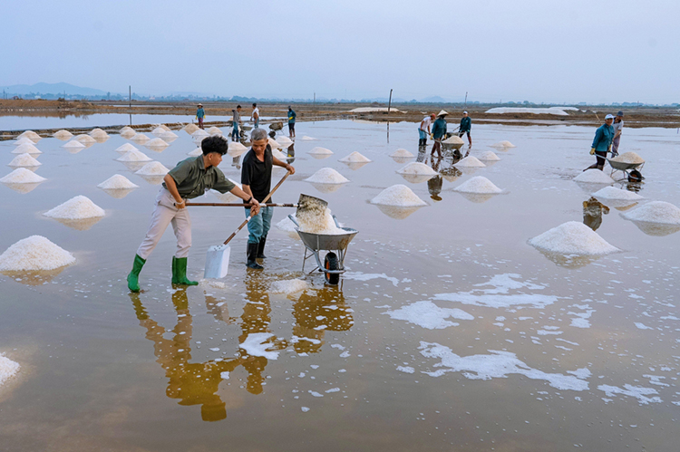 xúc muối ở Nam Vân Phong