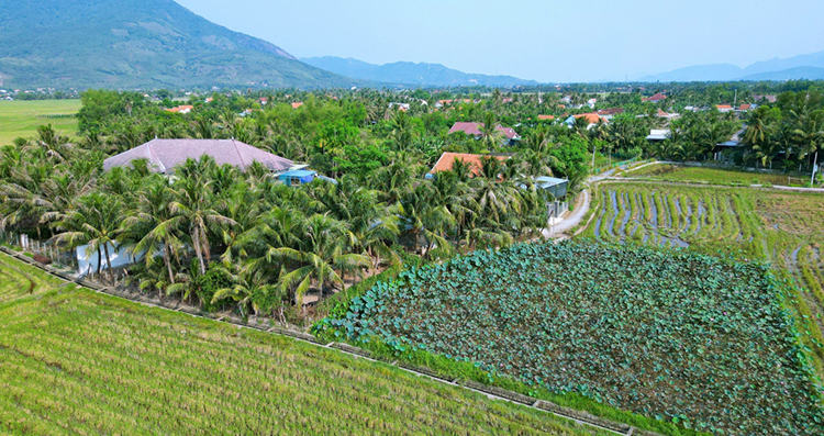 vườn dừa nam vân phong