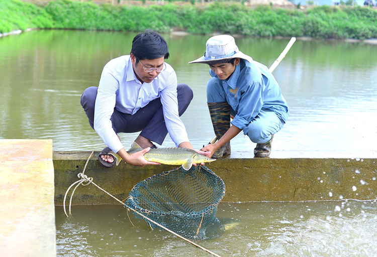 Thu nước trên núi Bút Sơn làm sông trong ao nuôi cá đàn cá nhung nhúc  lớn như thổi bán đắt hàng