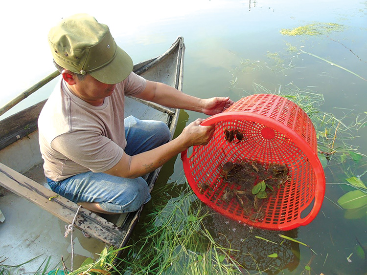 Bình Định: Trao đổi kỹ thuật nuôi ghép tổng hợp tôm, cua, cá