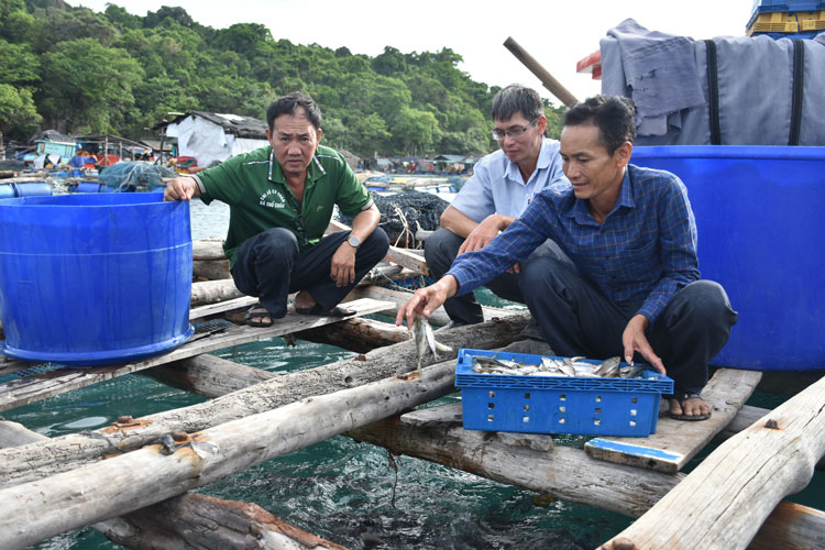Tổng kết mô hình nuôi cá xen canh trên ruộng lúa tại thị trấn Tân Hưng   Đài Phát thanh và Truyền hình Long An