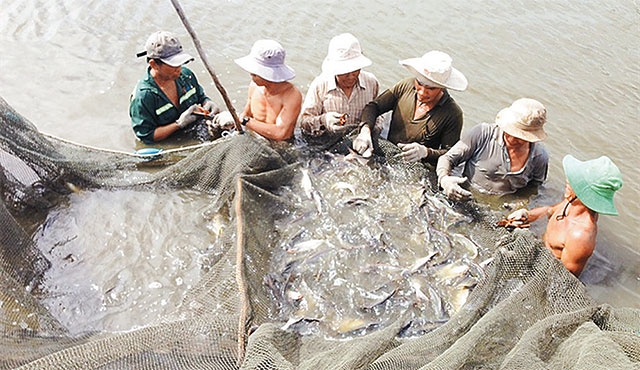 Nuôi Cá Dứa Ở Cần Giờ: Bí Quyết Thành Công Và Cơ Hội Phát Triển