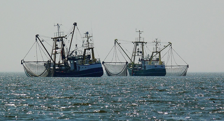 tàu khai thác cá cơm của Peru