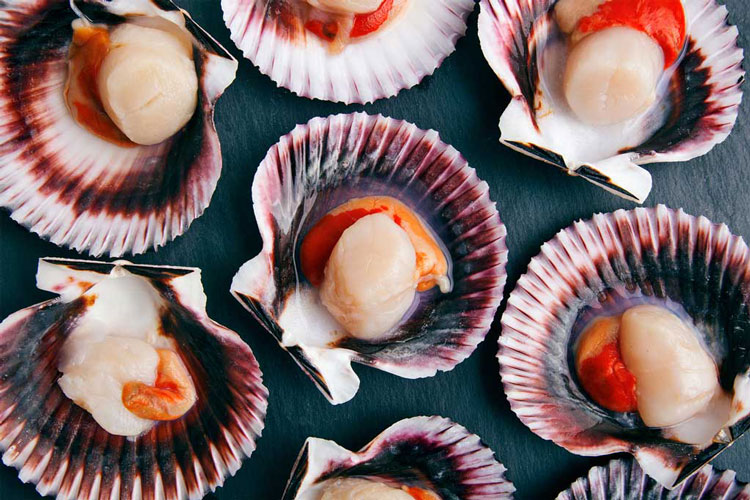 米国市場における太平洋ホタテ貝の強い回復力 – Vietnam Seafood Magazine