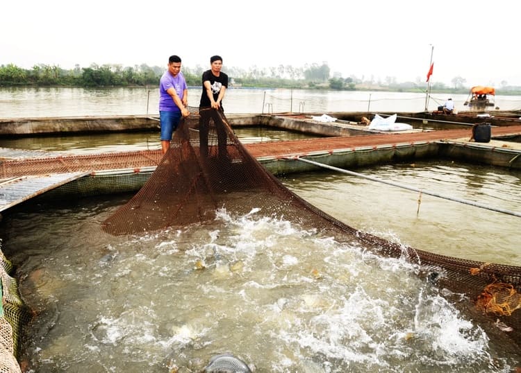 nghe-nuoi-ca-long-tren-song-o-hung-yen-57-.7843.jpg