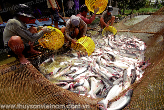 Chi tiết hơn 56 về mô hình nuôi cá tra vietgap hay nhất  Tin học Đông Hòa