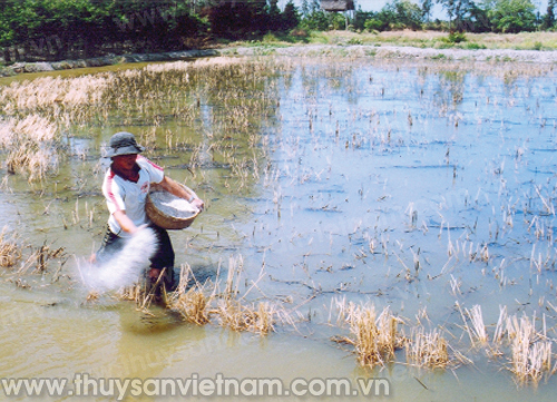 phương pháp rửa mặn trong canh tác lúa, tôm