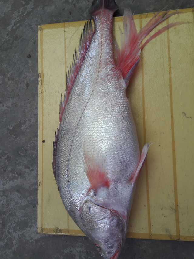 cá sủ vàng gần 6 kg