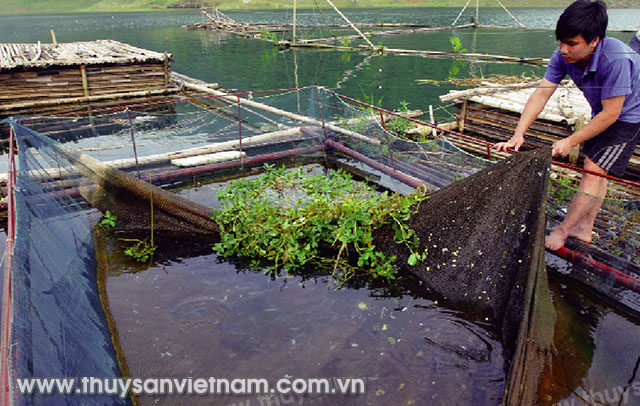Nuôi cá lồng bè cho hiệu quả cao Ảnh: Trần Huân Nuôi cá lồng bè cho hiệu quả cao Ảnh: Trần Huân