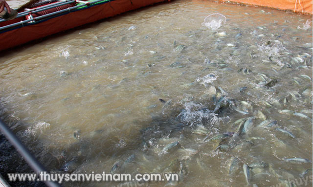 Phát triển nuôi lồng bè theo VietGAP